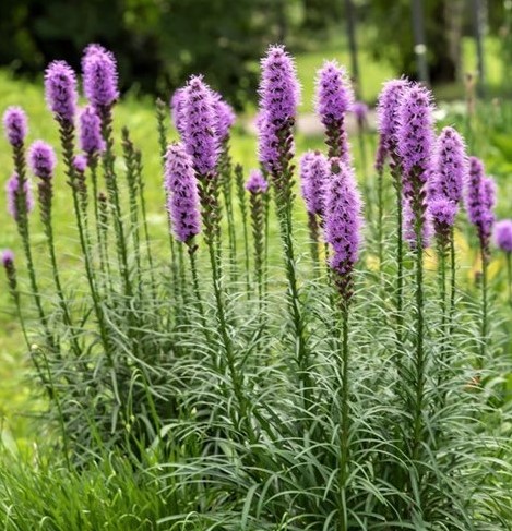 Plume du Kansas Kobold - Liatris spicata