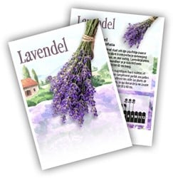 Lavande - Lavandula