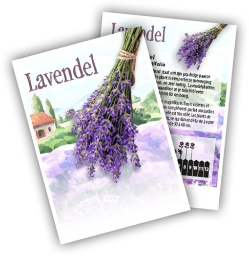 Lavande - Lavandula