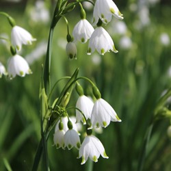 Leucojum Gravetye Giant - Nivéole d été,  grand perce-neige