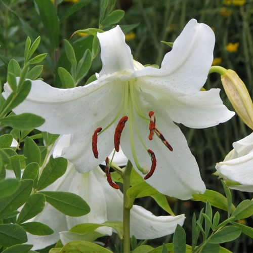 Lis Orientaux Blanc