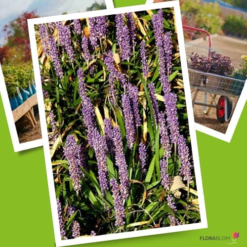 Liriope Moneymaker - Liriope Muscari (Pack de Six)