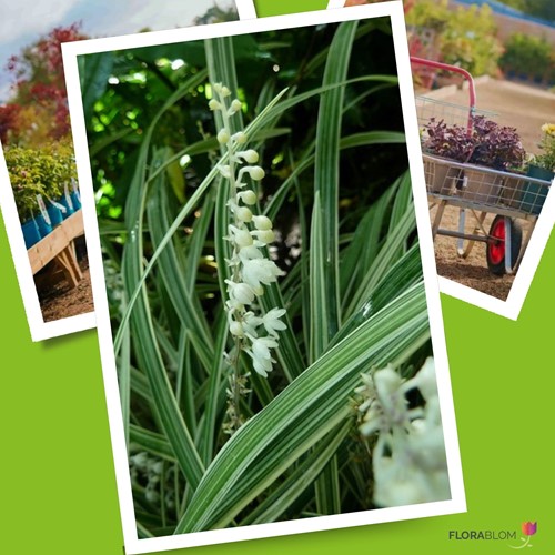 Liriope Monroe White - Liriope muscari