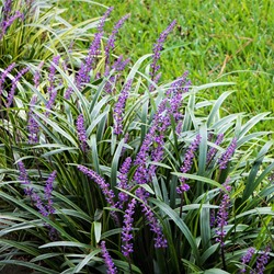 Leliegras Ingwersen, siergras - Liriope muscari (Sixpack)