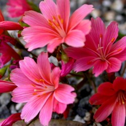 Lewisie du Siskiyou - Lewisia cotyledon