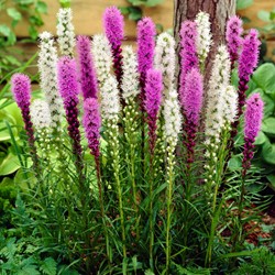 Liatris blue & white mix - Plume du Kansas ou Liatride 100% BIO
