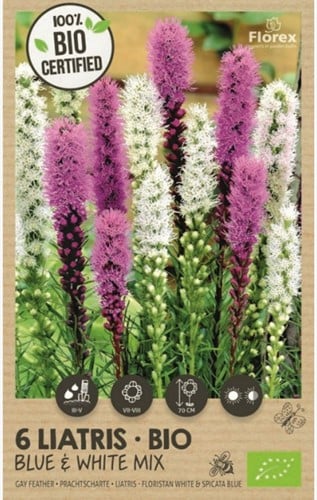 Liatris blue & white mix - Plume du Kansas ou Liatride 100% BIO
