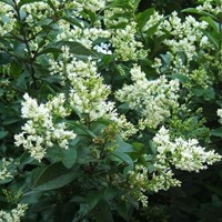 Ligustrum ovalifolium - Troène de Californie-2
