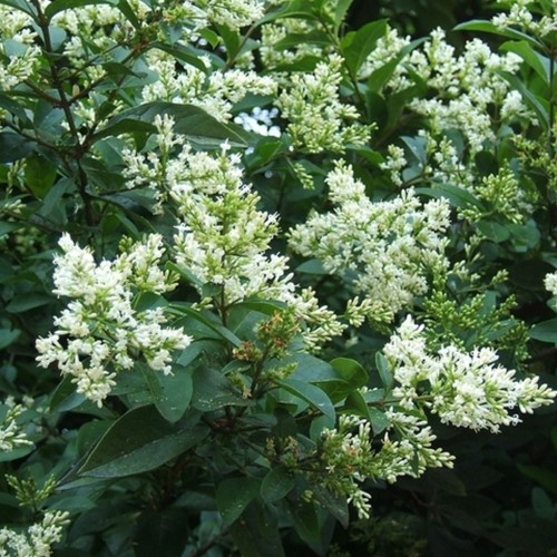 Ligustrum ovalifolium - Troène de Californie-2