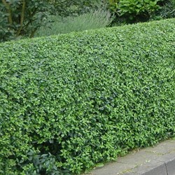 Troène de Californie - Ligustrum ovalifolium 100x