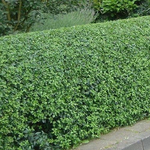 Troène de Californie - Ligustrum ovalifolium 10x