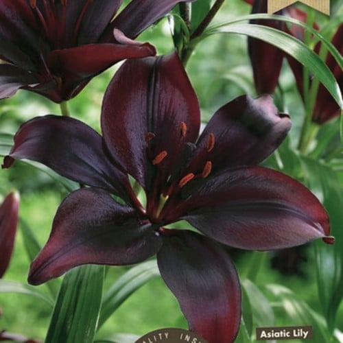 Lilium Asiaticus Noir
