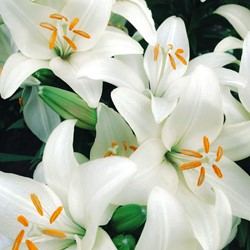 Lilium Candidum - Lis de la Madone
