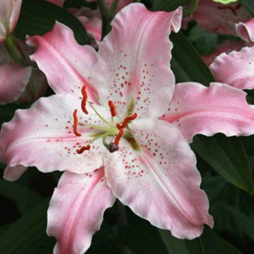 Lilium Virtuoso – Lys