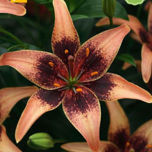 Lilium Whistler - Lis