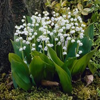 Convallaria Blanc- Muguet