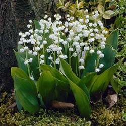 Convallaria majalis - Lelietje van Dalen
