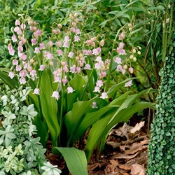 Convallaria Majalis Rosea - Muguet de Mai 100% BIO