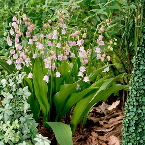 Convallaria Majalis Rosea - Muguet de Mai 100% BIO