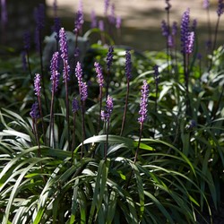 Leliegras Moneymaker - Liriope muscari