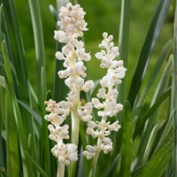 Liriope Monroe White - Liriope muscari (Pack de Six)