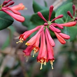 Lonicera Dropmore Scarlet - Chèvrefeuille