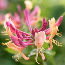 Lonicera heckrottii American Beauty - Chèvrefeuille