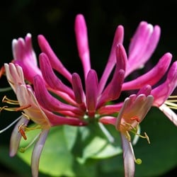 Lonicera heckrottii Goldflame - Chèvrefeuille