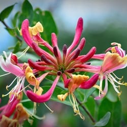 Lonicera Henryi - Chèvrefeuille