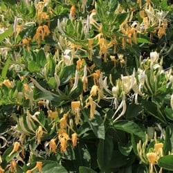 Lonicera japonica Hall s Prolific - Chèvrefeuille du Japon