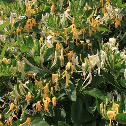 Lonicera japonica Hall s Prolific - Chèvrefeuille du Japon