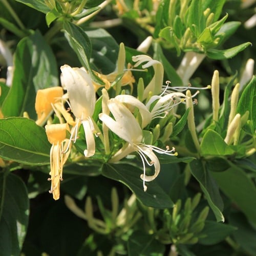 Lonicera periclymenum - Chèvrefeuille des bois