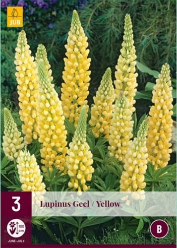 Lupinus Jaune - Lupin