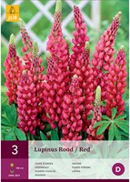 Lupin Rouge - Lupinus-2