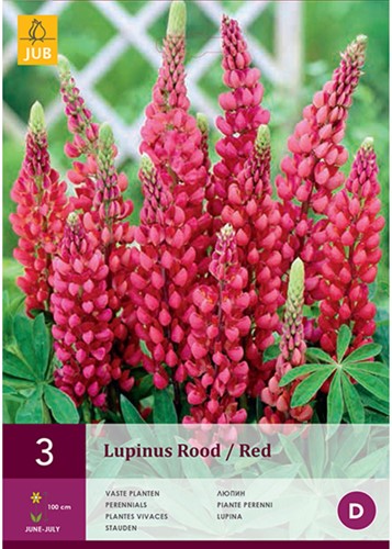 Lupin Rouge - Lupinus-2
