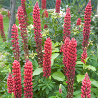 Lupin Rouge - Lupinus