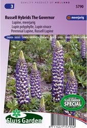 Lupin polyphylle vivace Russell Hybrids The Governer - Lupinus
