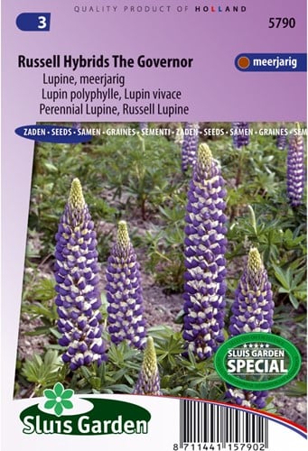 Lupin polyphylle vivace Russell Hybrids The Governer - Lupinus