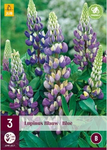 Lupin Bleu - Lupinus