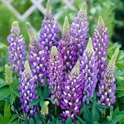 Lupin Bleu - Lupinus