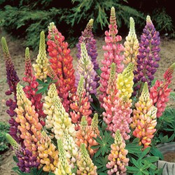 Lupin nain Minarette - Buzzy