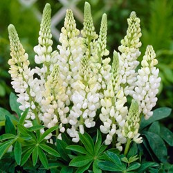 Lupin Blanc - Lupinus