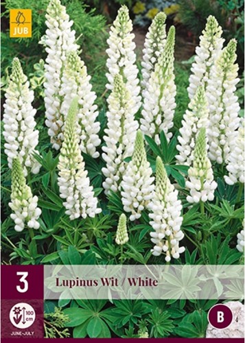 Lupin Blanc - Lupinus