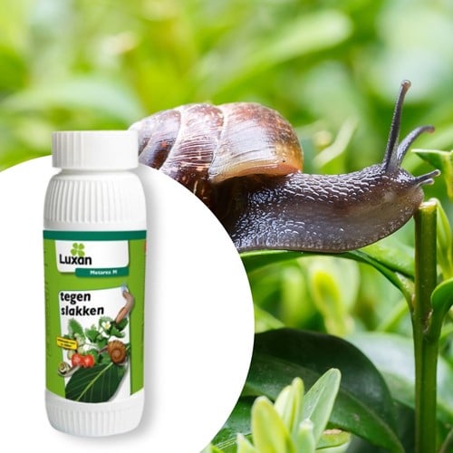 Metarex M granulé contre escargots et limaces 250 g. - Luxan