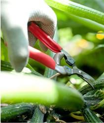 Ciseaux à ressort, modèle courbé