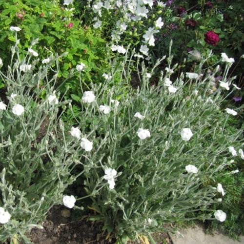 Lychnis coronaria Alba – Coquelourde des jardins