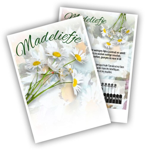 Pâquerette - Bellis perennis