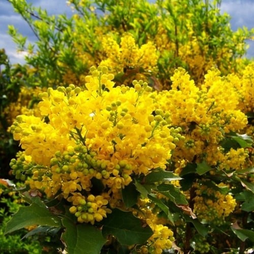 Mahonia Faux Houx Apollo - Mahonia aquifolium