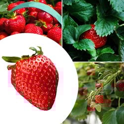 20x plantes de Fraisier Mara des Bois – Fragaria