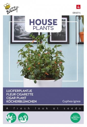 Fleur Cigarette - Buzzy House Plants